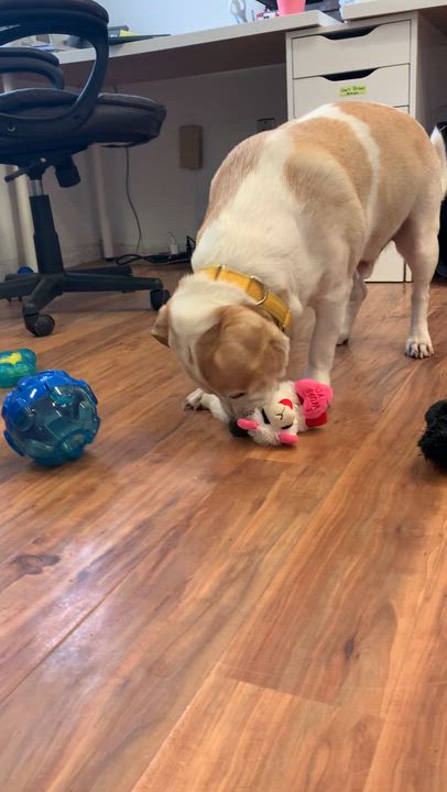 Enlarge Mr. Waggles, an adoptable mixed breed in Grass Valley, CA video 4/5