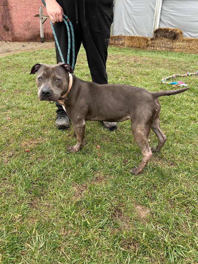 Enlarge Ivy, a Adoptable Pit Bull Terrier in Marion, OH image 1/5