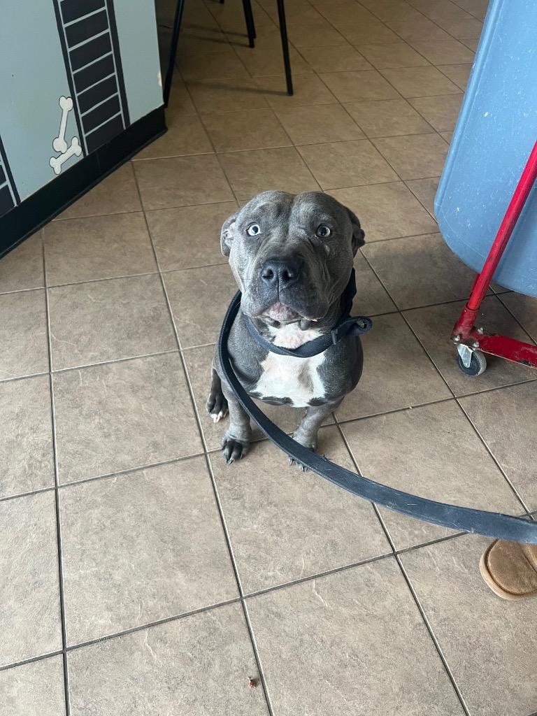 Enlarge Ivy, a Adoptable Pit Bull Terrier in Marion, OH image 2/5