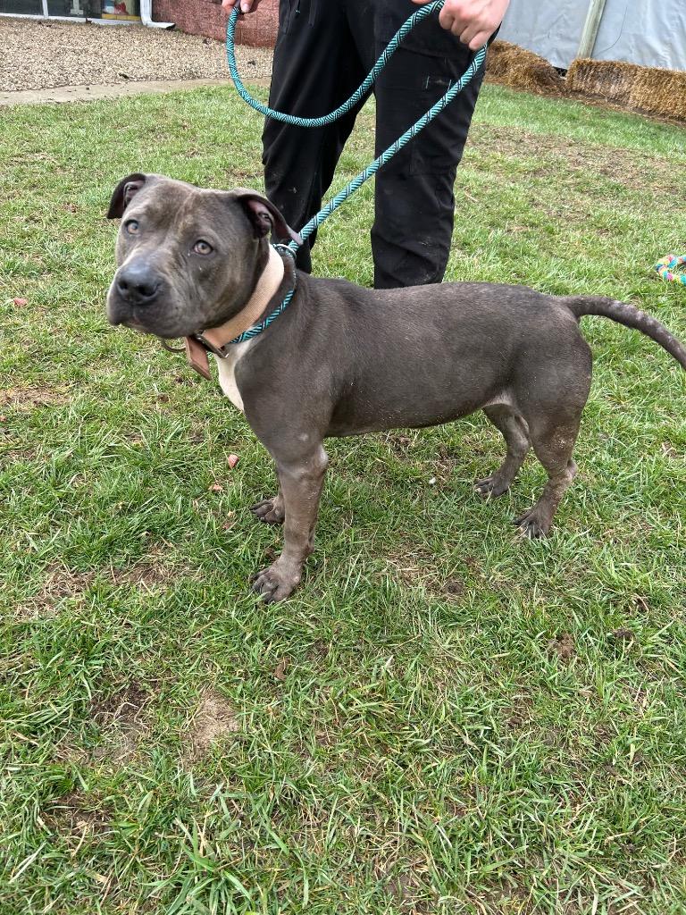 Enlarge Ivy, a Adoptable Pit Bull Terrier in Marion, OH image 3/5
