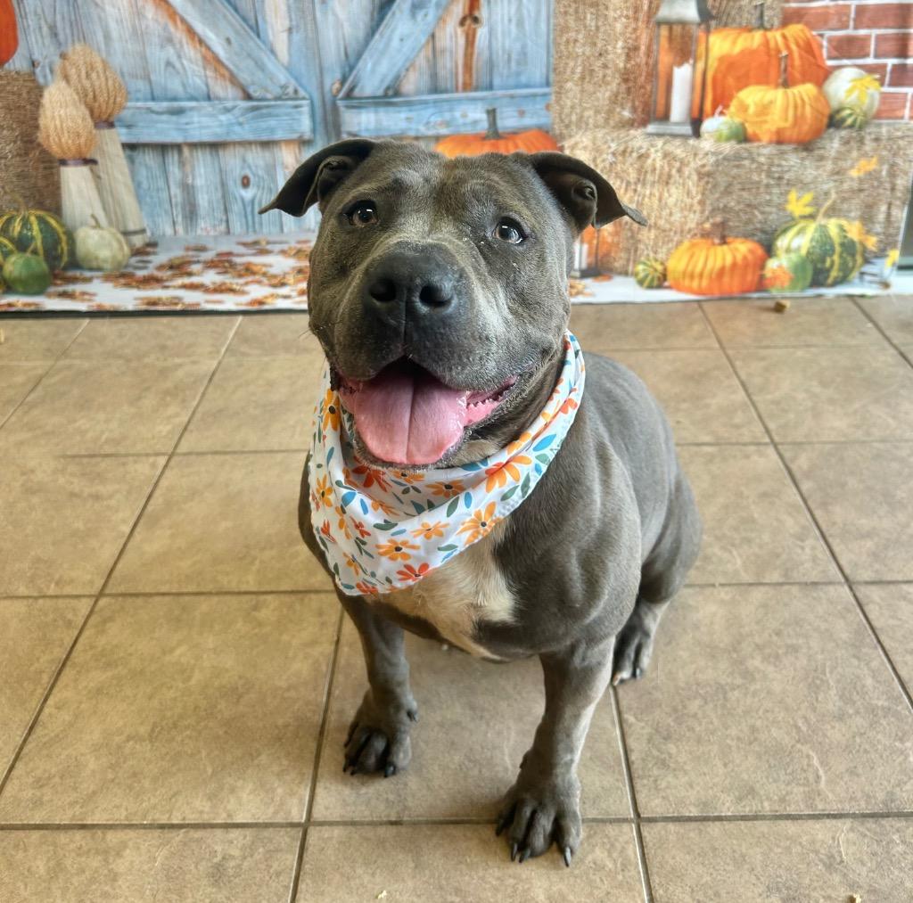 Enlarge Ivy, a Adoptable Pit Bull Terrier in Marion, OH image 4/5