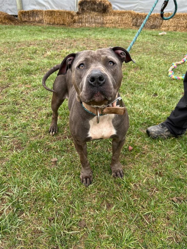 Enlarge Ivy, a Adoptable Pit Bull Terrier in Marion, OH image 5/5