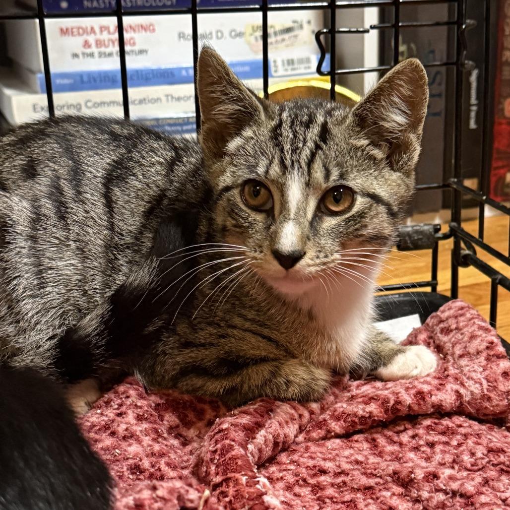 Quill, Adoptable, Kitten Male Domestic Short Hair.