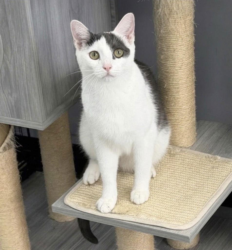 Kale, Adoptable, Young Male Domestic Short Hair.