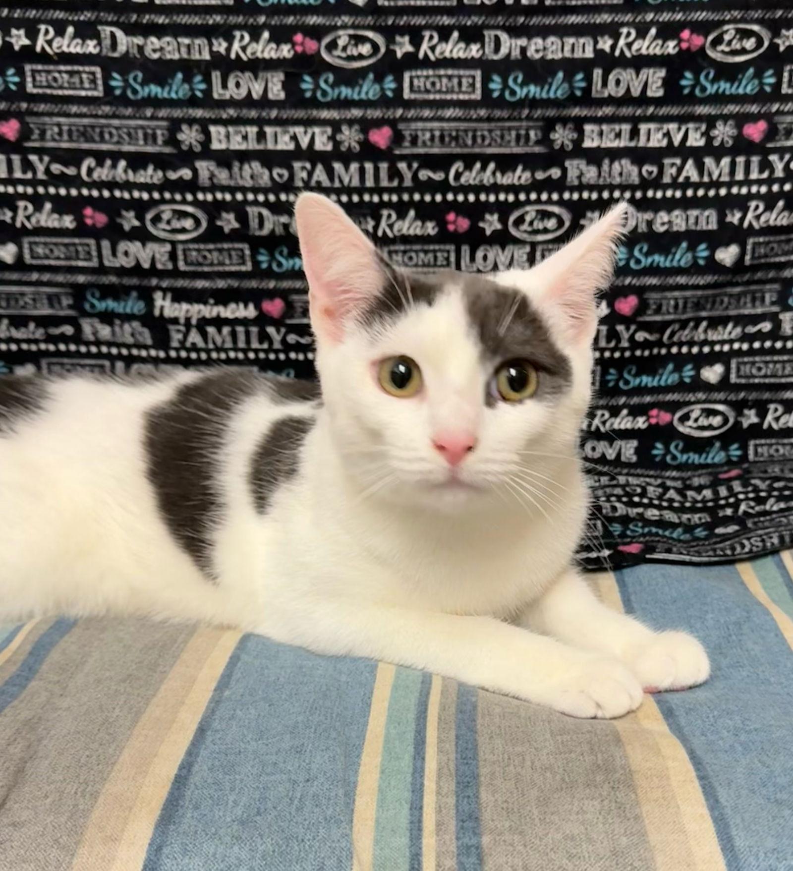 Kale, Adoptable, Young Male Domestic Short Hair.