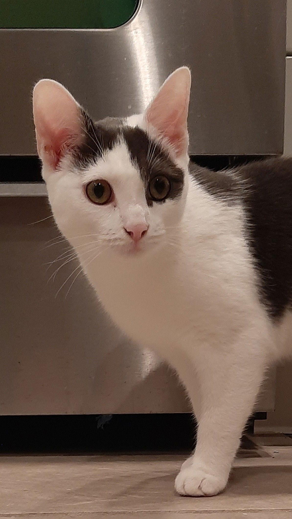 Enlarge Kale, a Adoptable Domestic Short Hair in Newtown Square, PA image 2/3