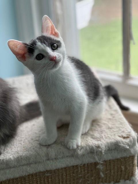 Enlarge Kale, a Adoptable Domestic Short Hair in Newtown Square, PA image 1/3