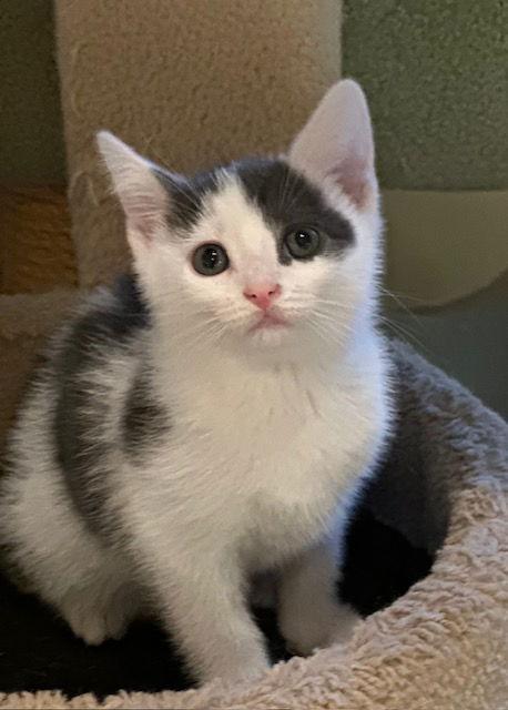 Kale, Adoptable, Young Male Domestic Short Hair.