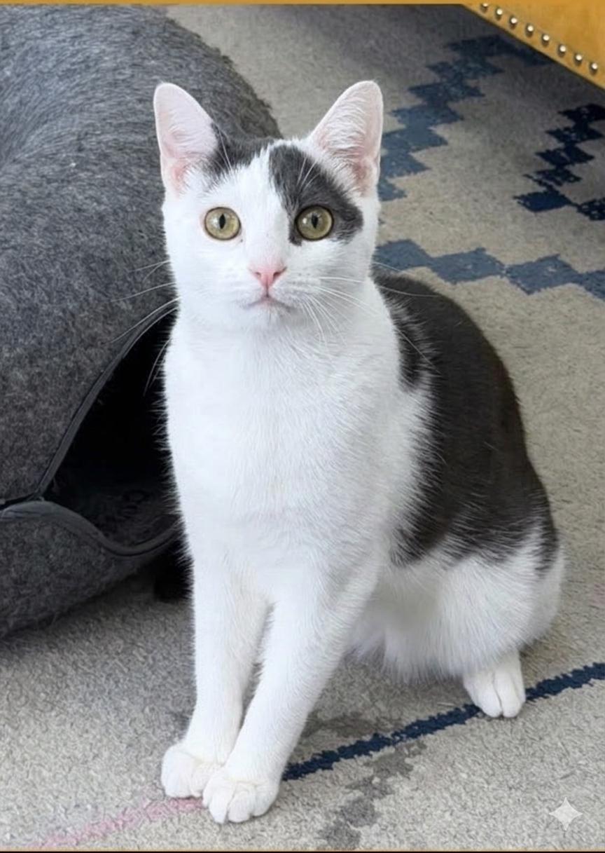 Enlarge Kale, a Adoptable Domestic Short Hair in Newtown Square, PA image 2/3