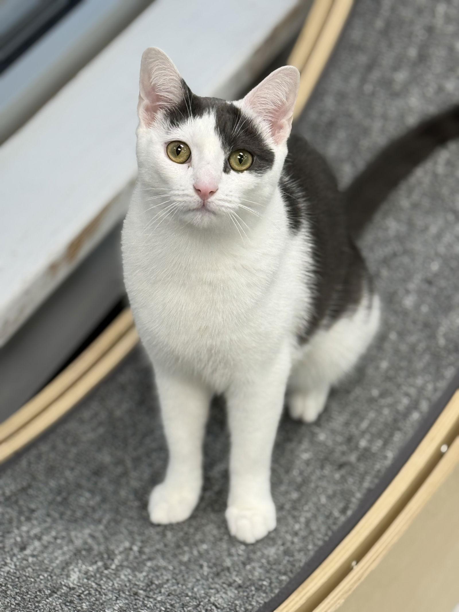 Enlarge Kale, a Adoptable Domestic Short Hair in Newtown Square, PA image 3/3