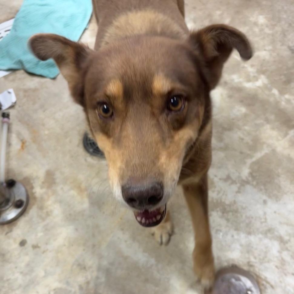 Enlarge Elmer- 101407U, a Adoptable mixed breed in Tupelo, MS image 2/2
