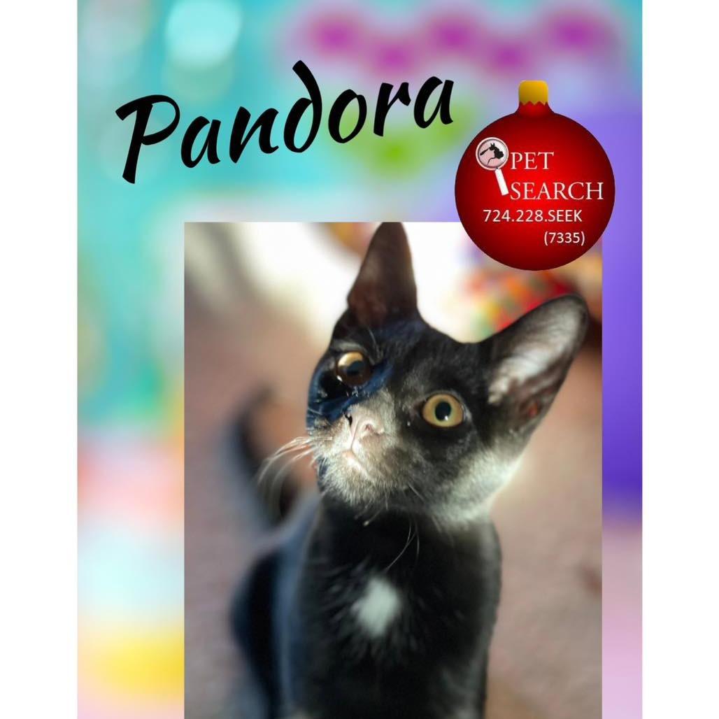 Pandora, Adoptable, Young Female Domestic Short Hair.