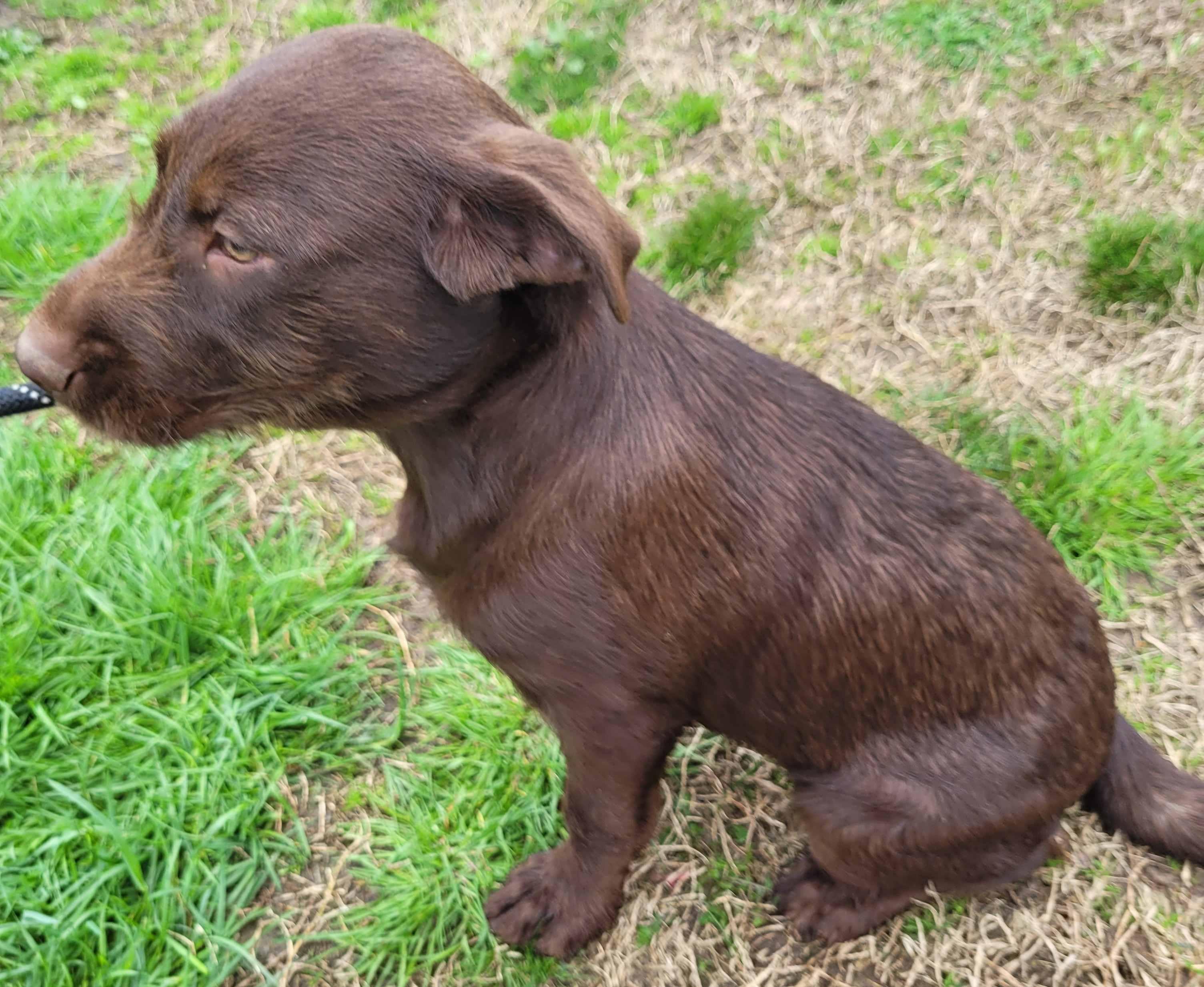 Becky #8, a ADOPTABLE mixed breed in Killingworth, CT image 4/6