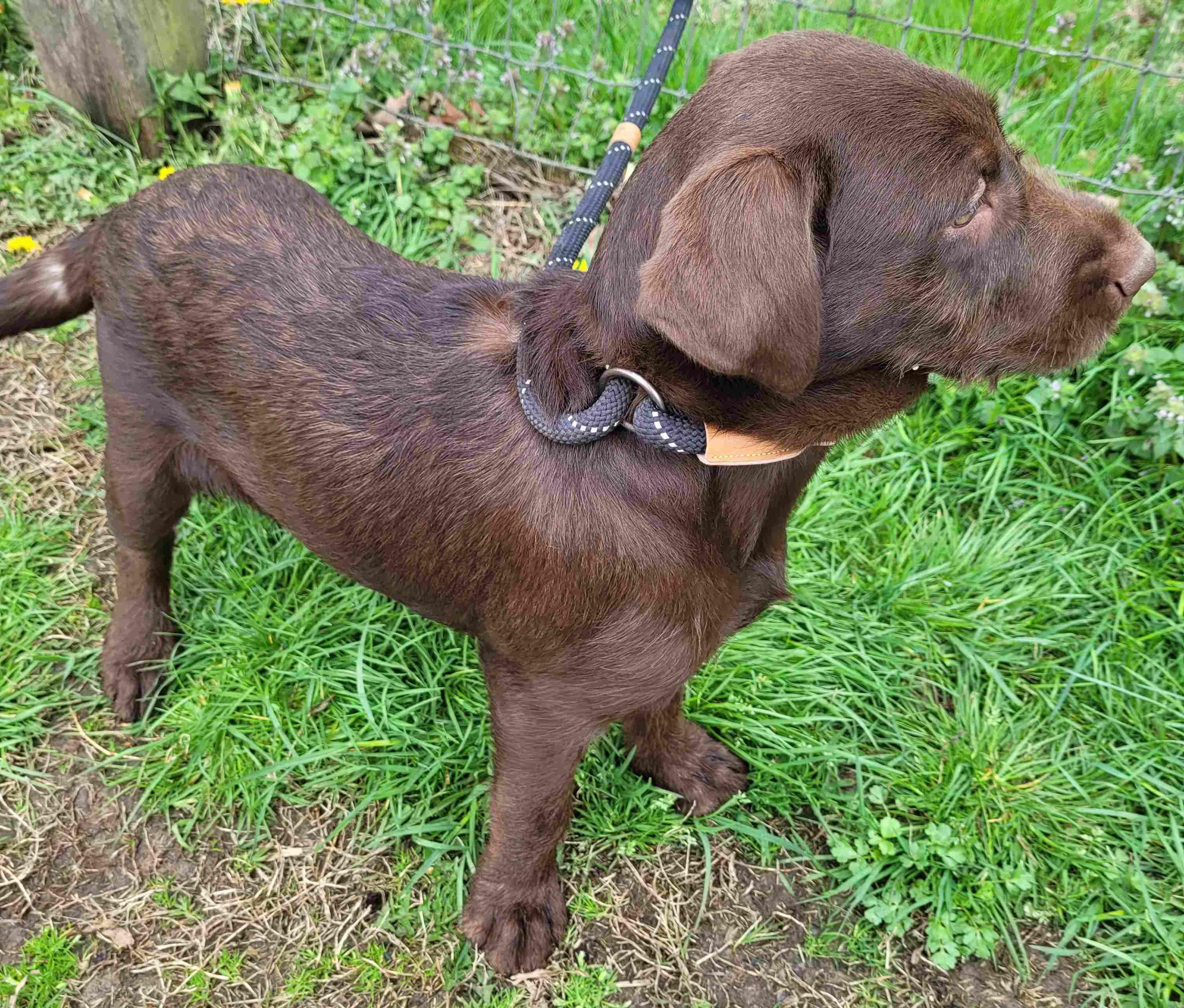 Becky #8, a ADOPTABLE mixed breed in Killingworth, CT image 5/6