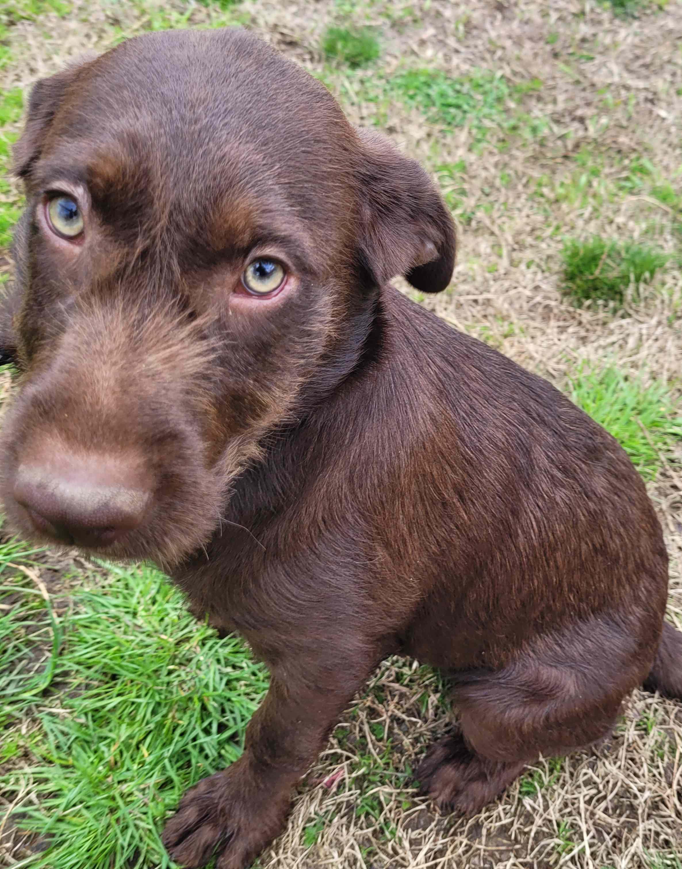 Becky #8, a ADOPTABLE mixed breed in Killingworth, CT image 2/6
