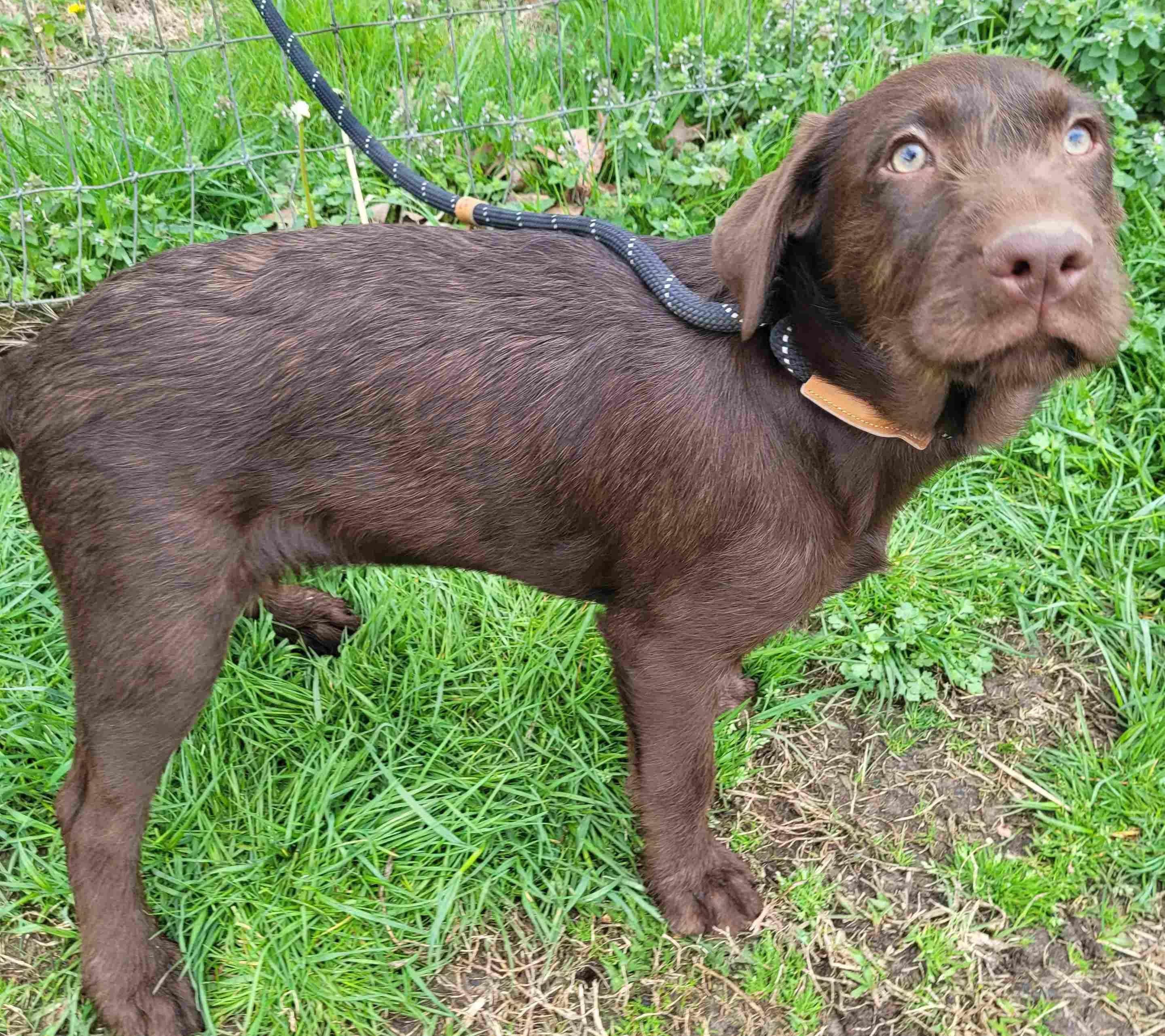 Becky #8, a ADOPTABLE mixed breed in Killingworth, CT image 3/6