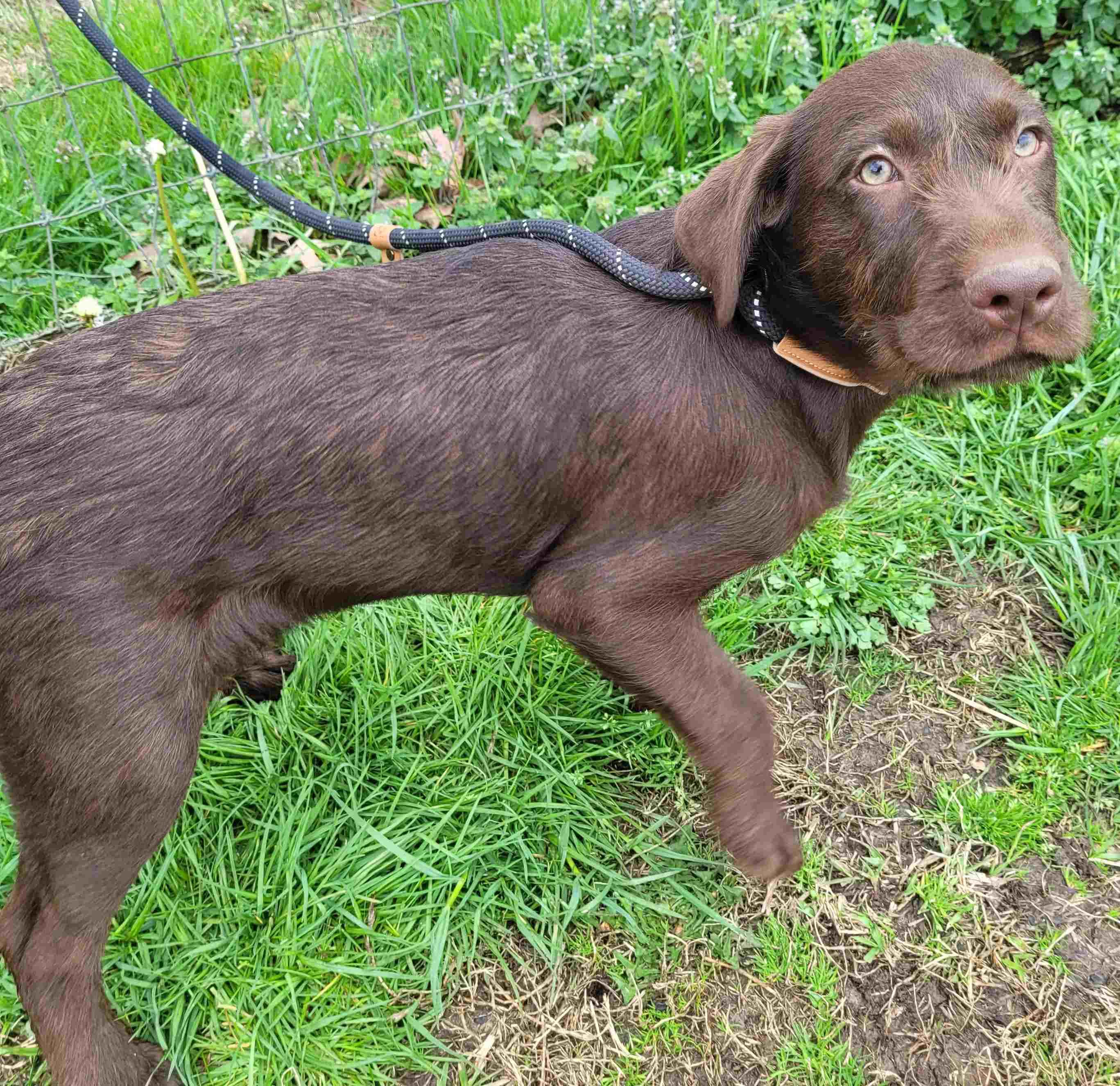 Becky #8, ADOPTABLE, Puppy Female Chocolate Labrador Retriever.