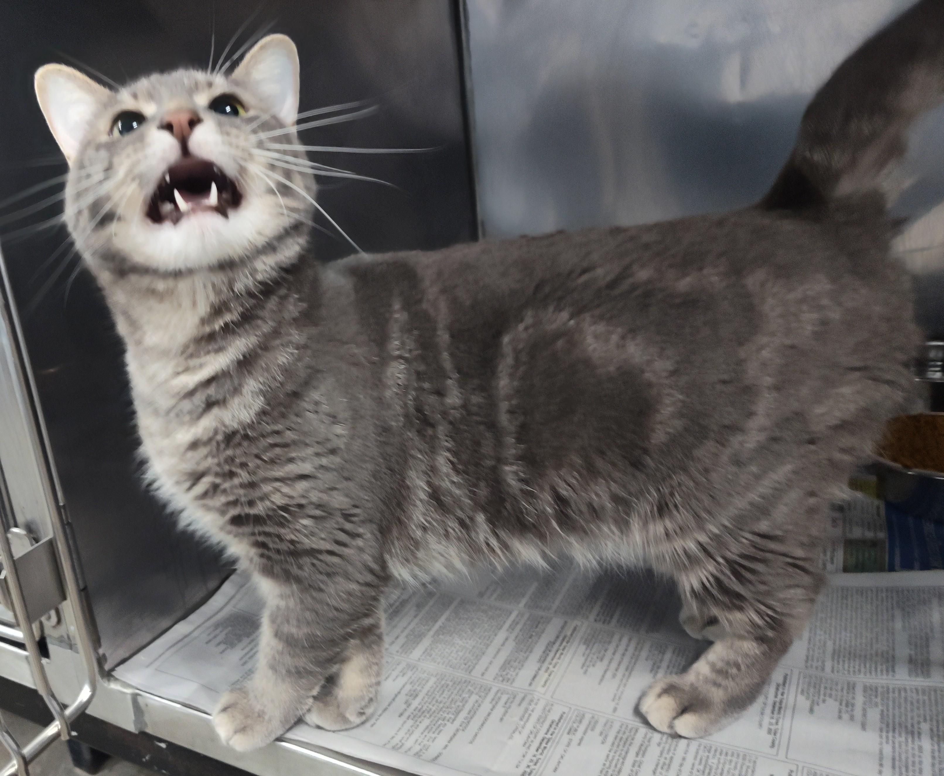 Enlarge CASPER, an adopted Tabby in Claremore, OK image 1/2