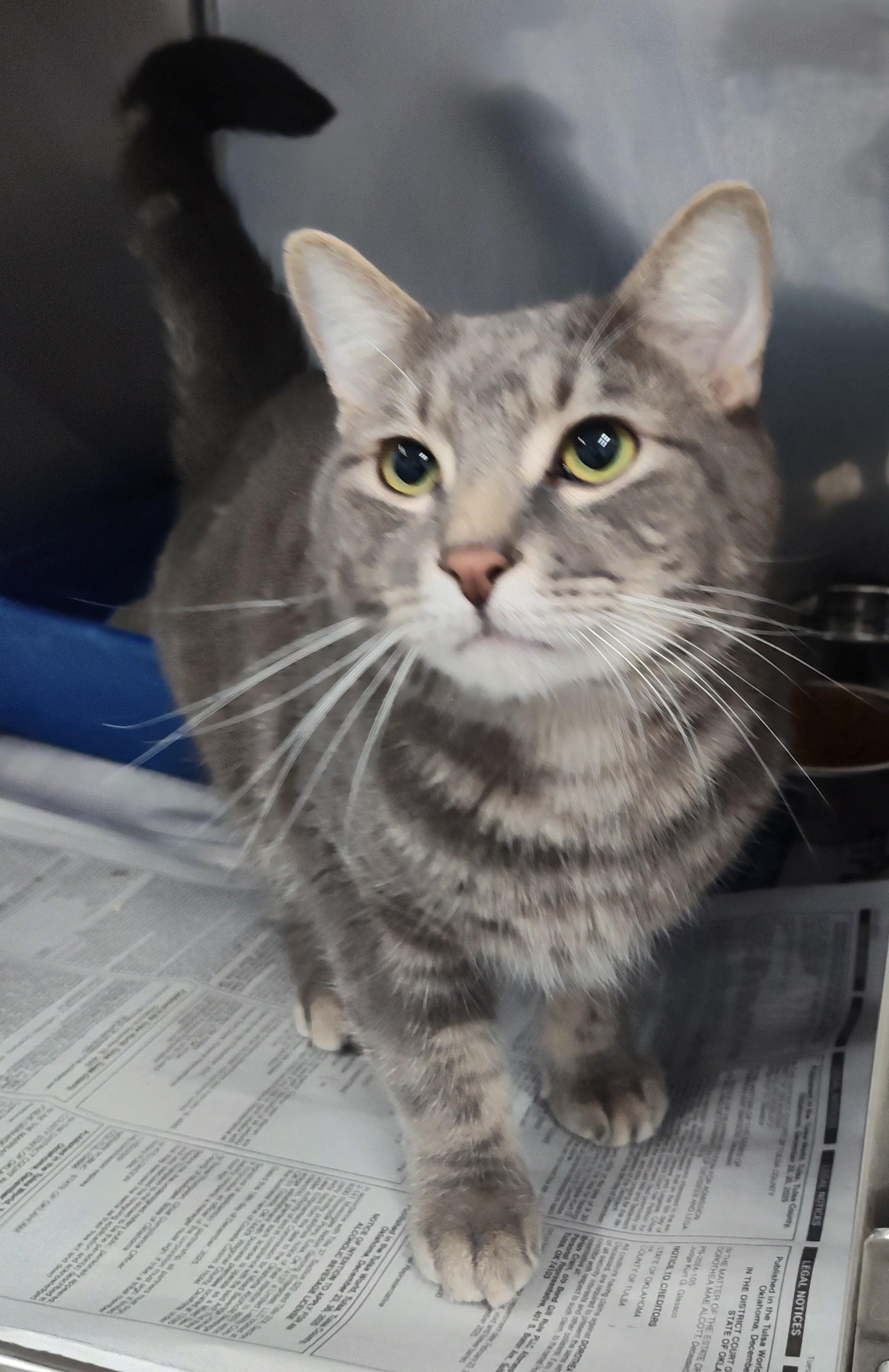 Enlarge CASPER, an adopted Tabby in Claremore, OK image 2/2