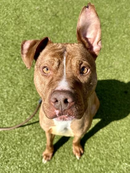 Enlarge Bruno, a Adoptable mixed breed in Wichita, KS image 1/3