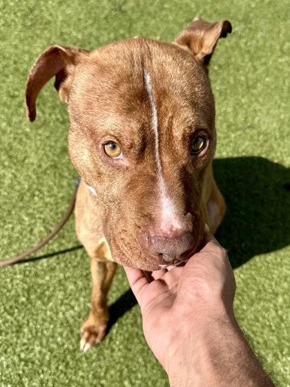 Enlarge Bruno, a Adoptable mixed breed in Wichita, KS image 2/3