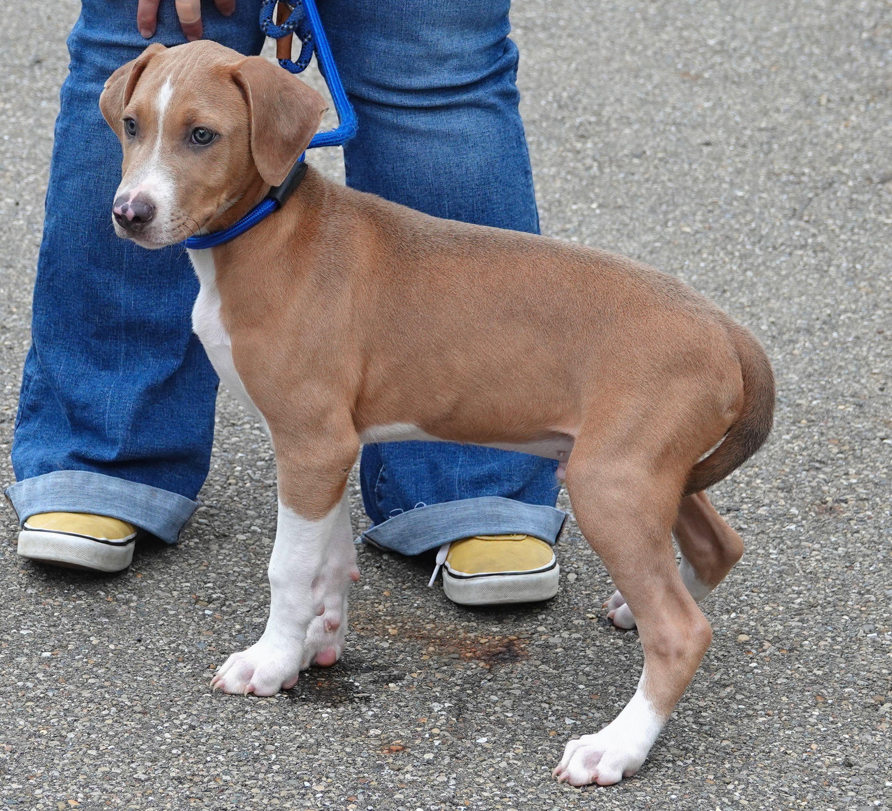 Enlarge Ducky, a ADOPTABLE mixed breed in Millfield, OH image 3/3