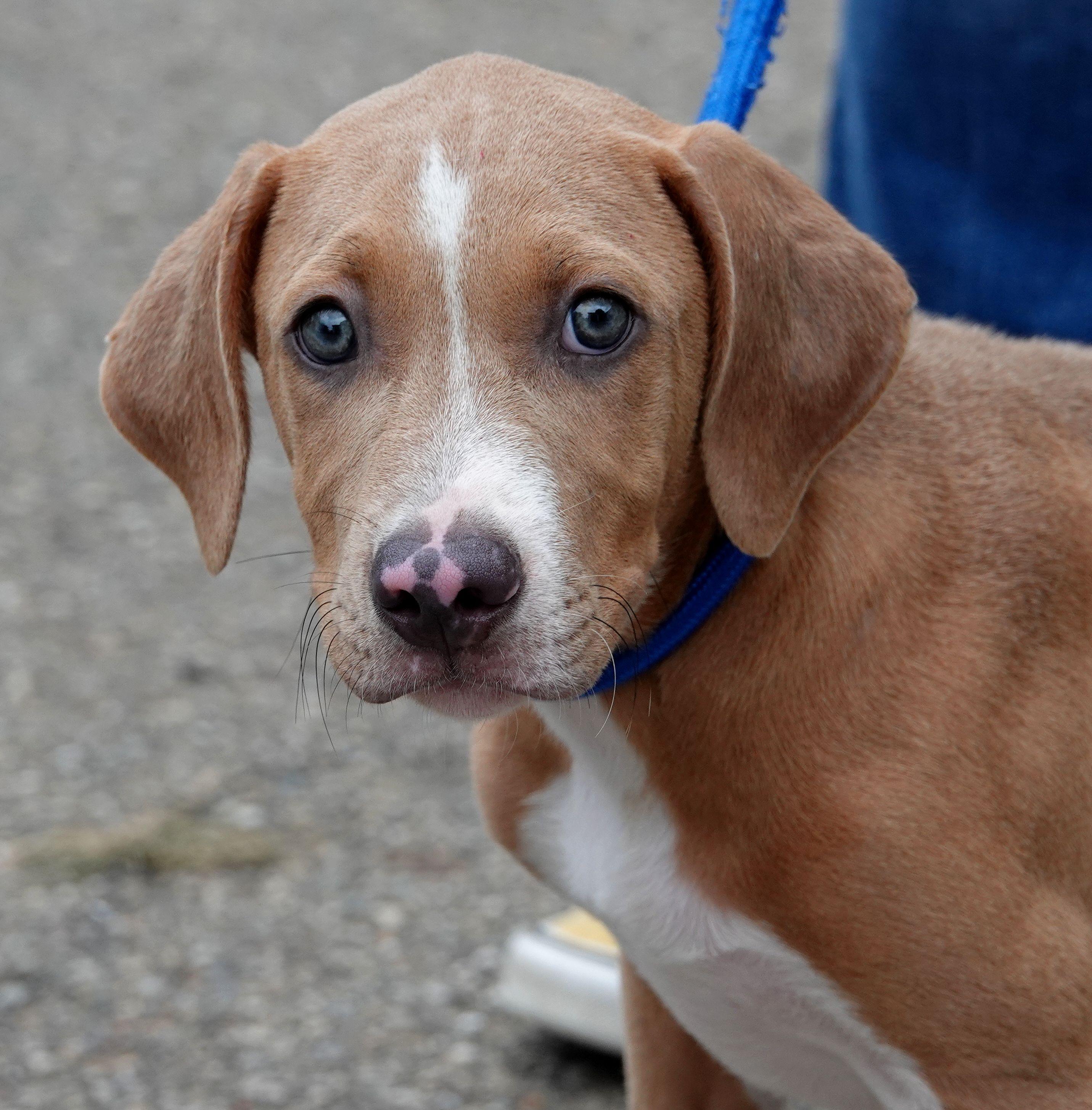 Ducky, ADOPTABLE, Puppy Male Beagle.