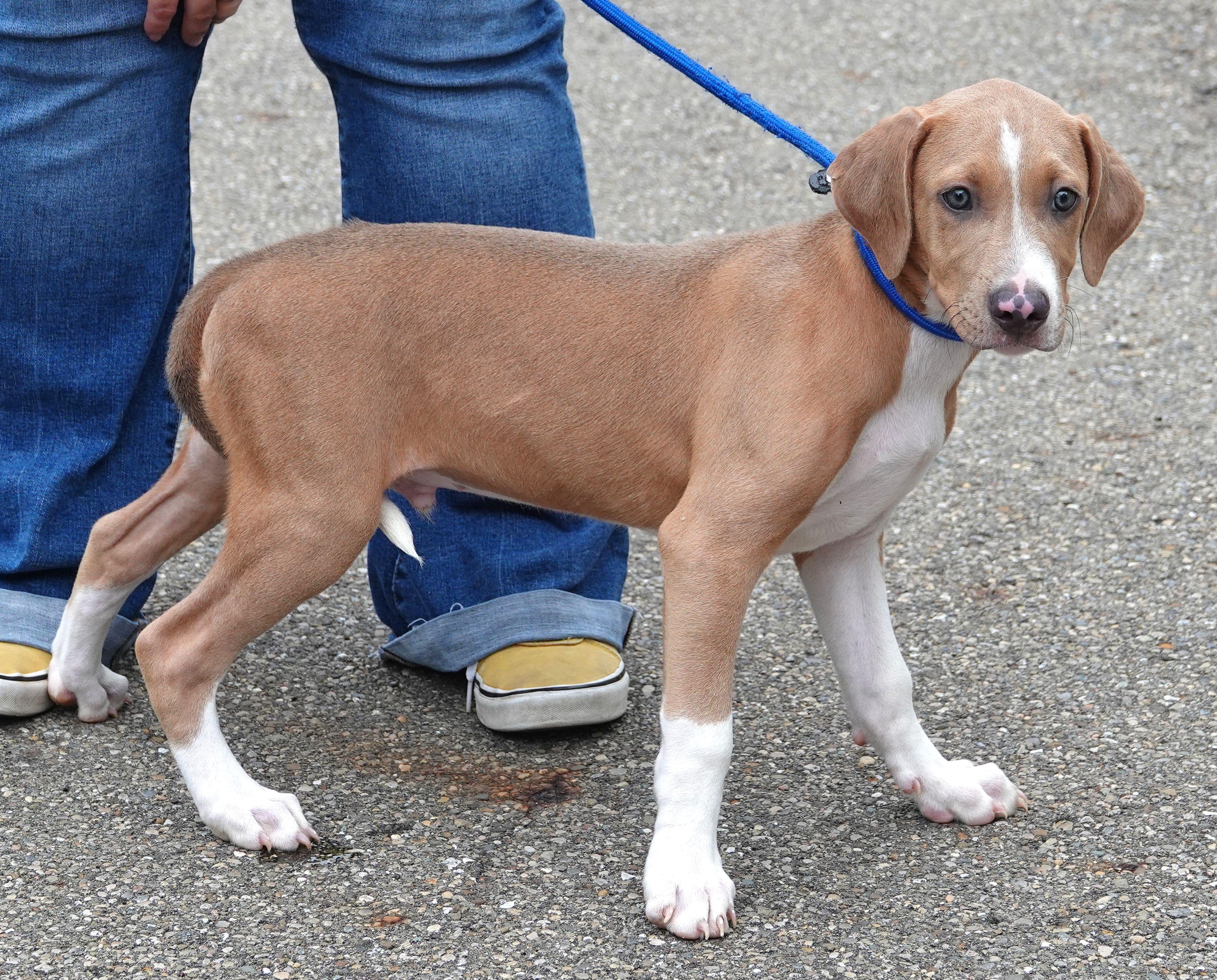 Enlarge Ducky, a ADOPTABLE mixed breed in Millfield, OH image 2/3