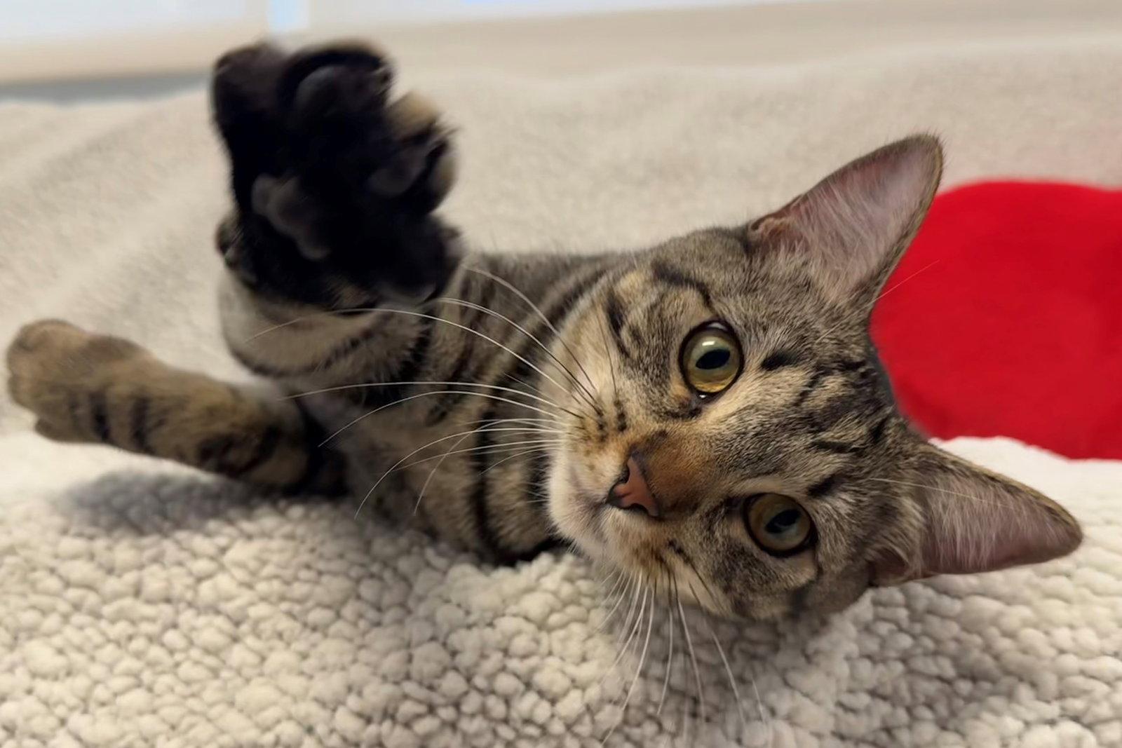 Stiles, Adoptable, Young Male Tabby.