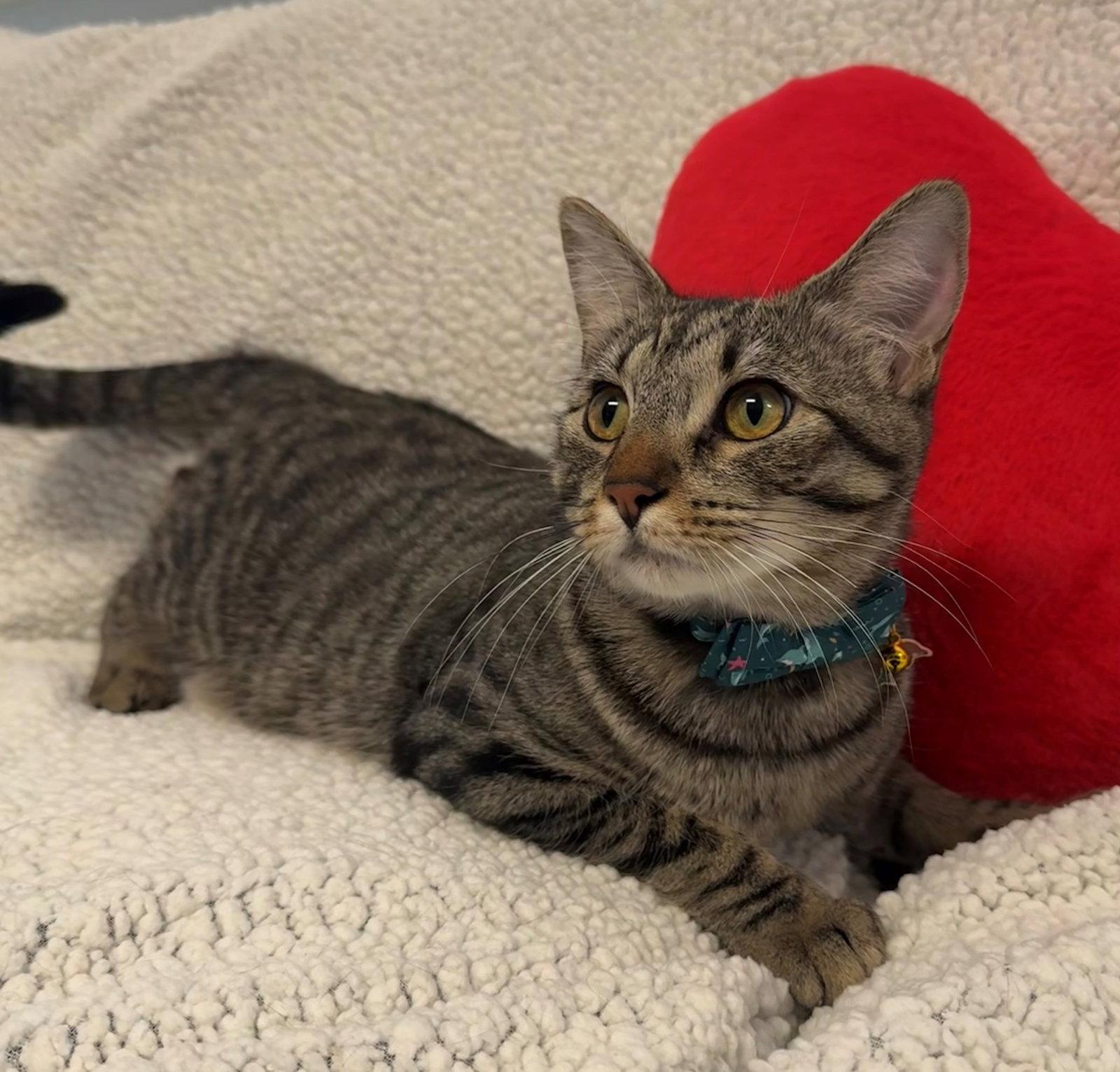 Stiles, a Adoptable Tabby in Palo Alto, CA image 2/3