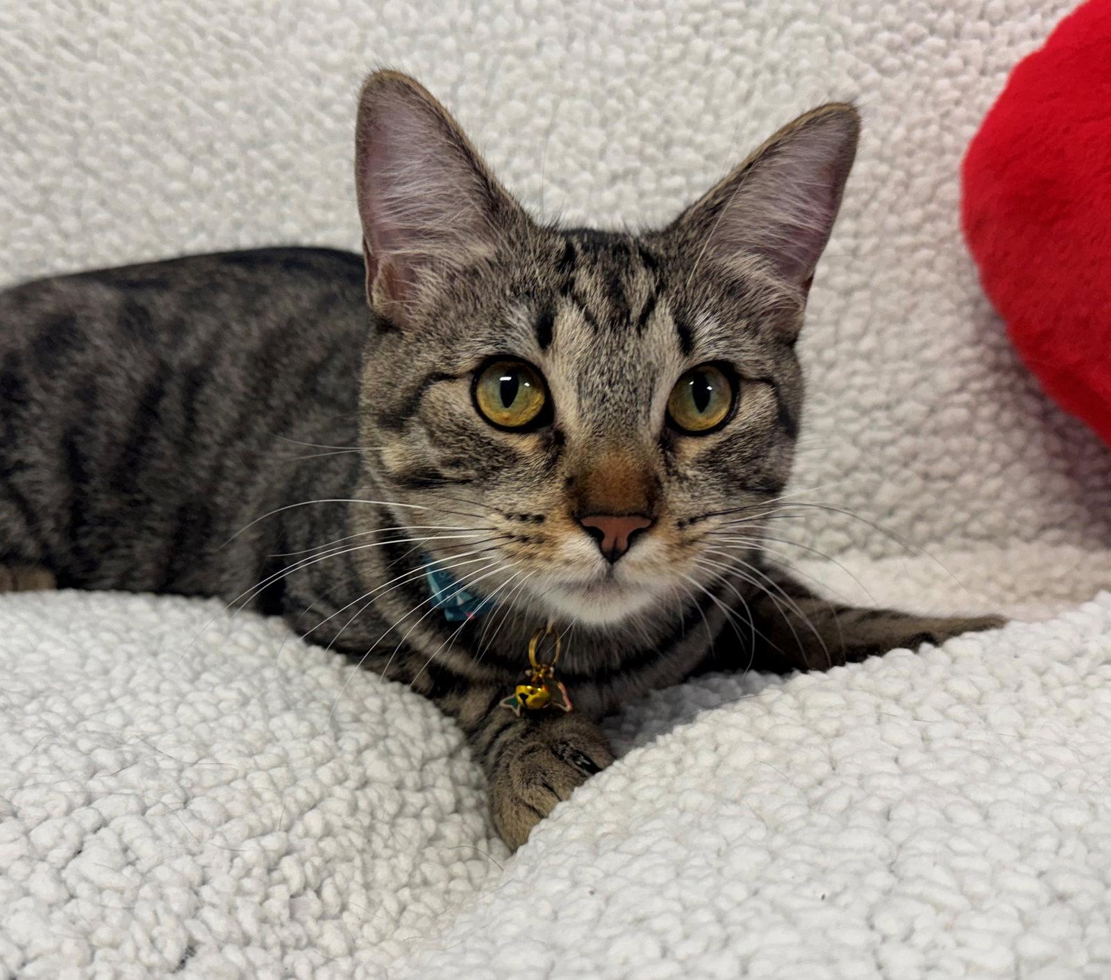 Stiles, a Adoptable Tabby in Palo Alto, CA image 3/3
