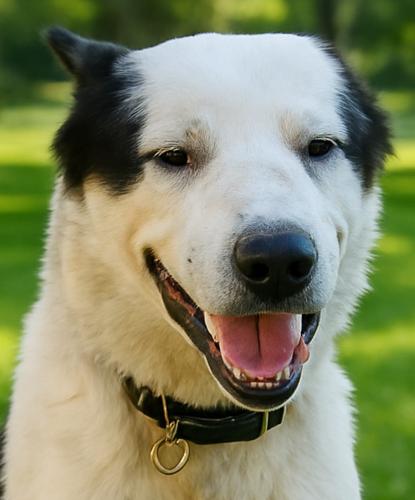 z (Courtesy Listing) Zeus