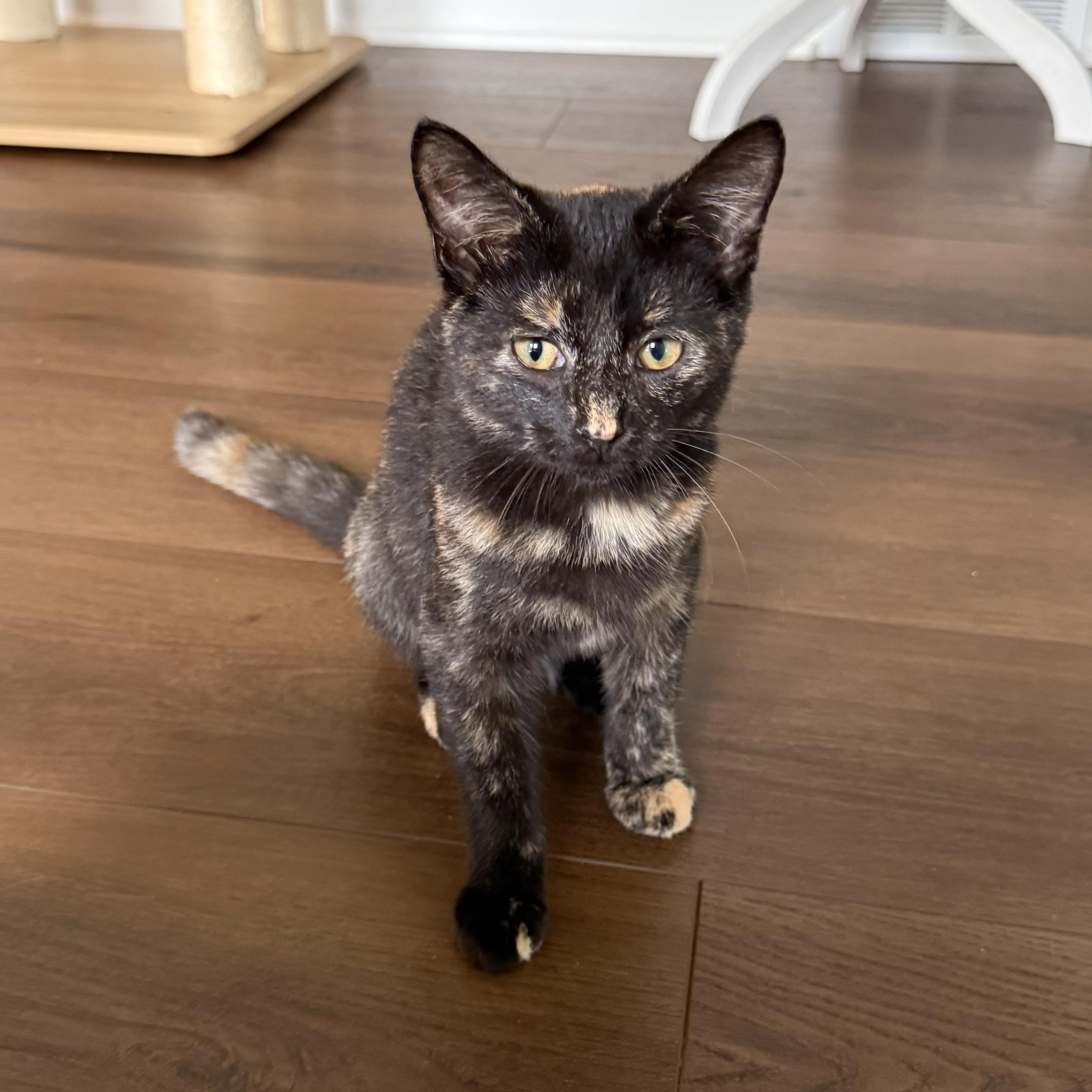 Enlarge Evie, a Adopted Domestic Short Hair in Massillon , OH image 2/4