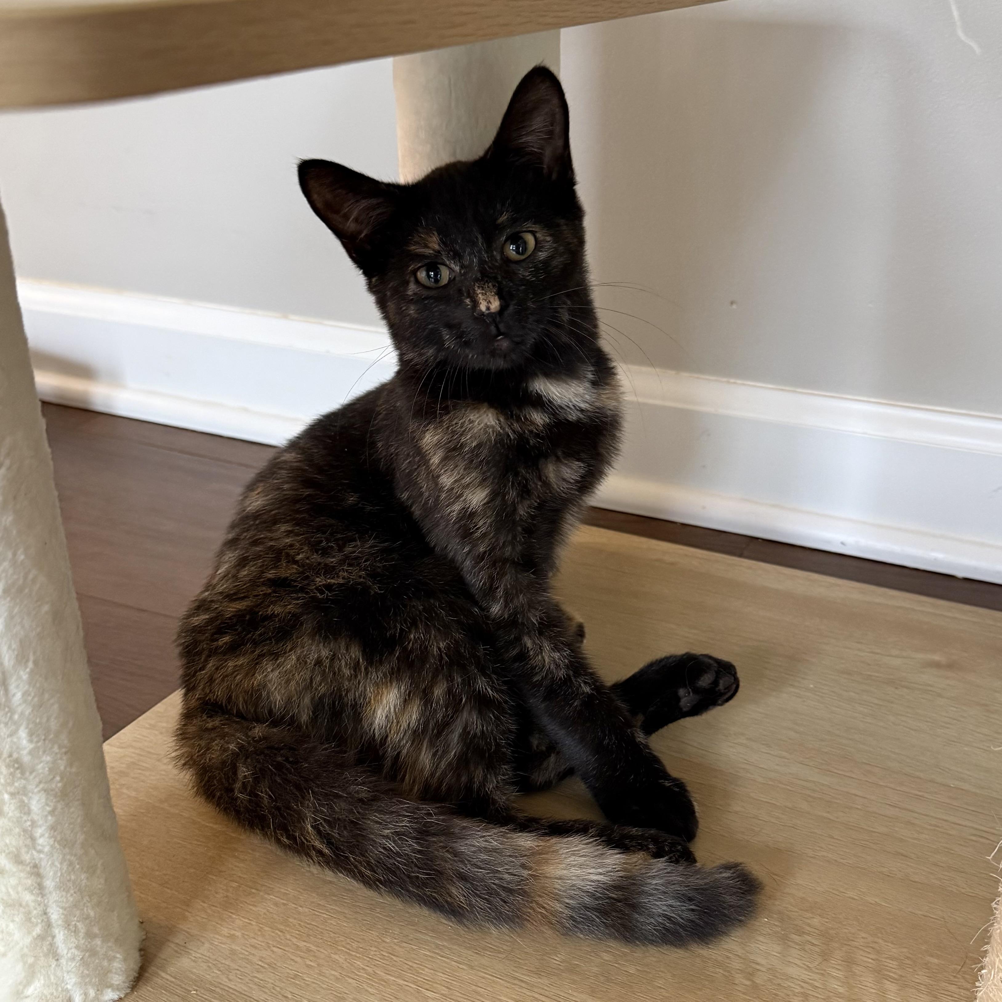 Enlarge Evie, a Adopted Domestic Short Hair in Massillon , OH image 3/4