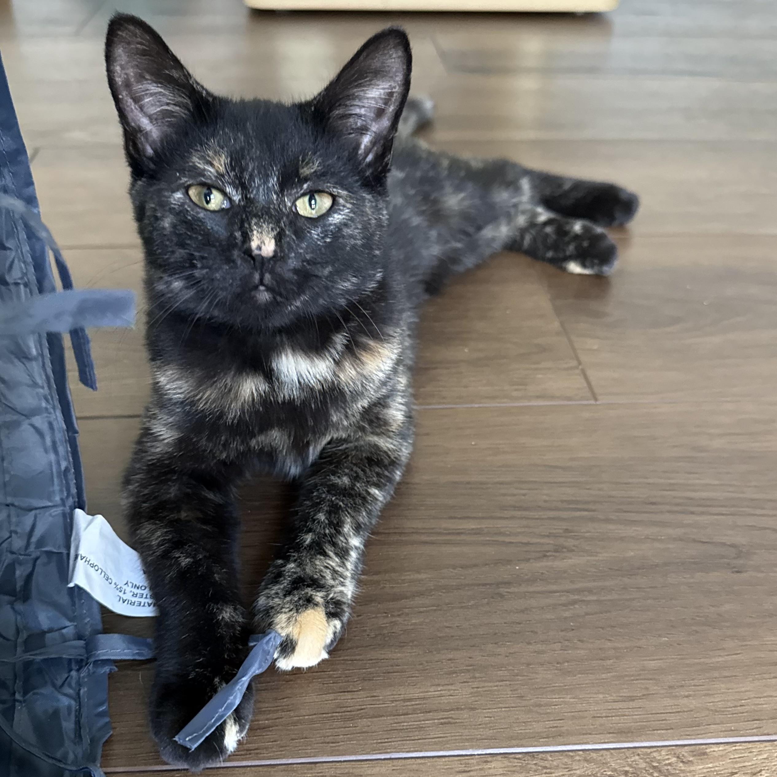 Evie, Adopted, Kitten Female Domestic Short Hair.