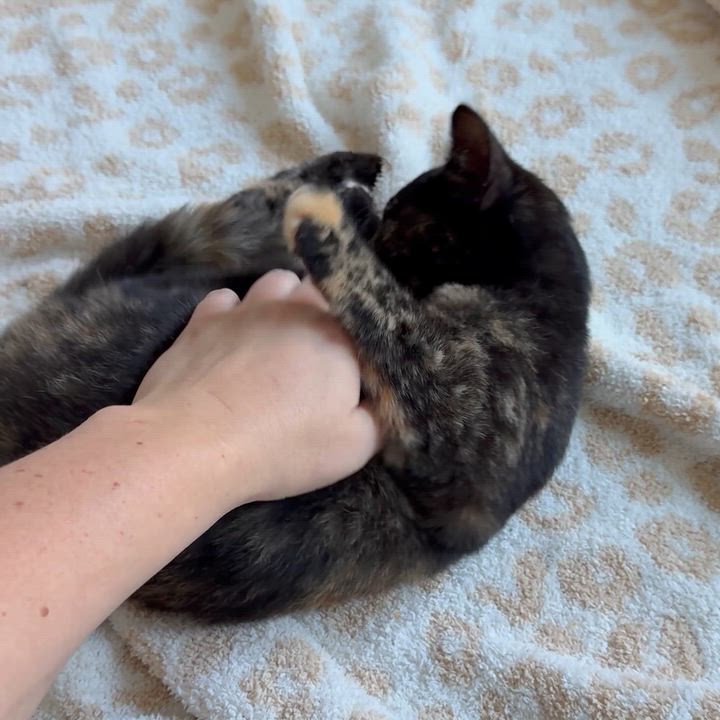 Enlarge Evie, a Adopted Domestic Short Hair in Massillon , OH video 4/4