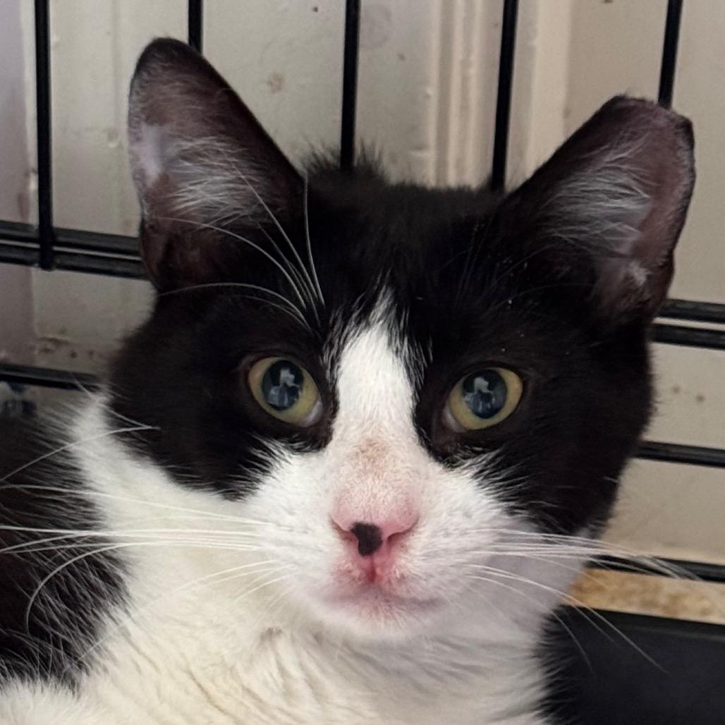 Enlarge Saber, a Adoptable Domestic Short Hair in Salisbury, MA image 1/2