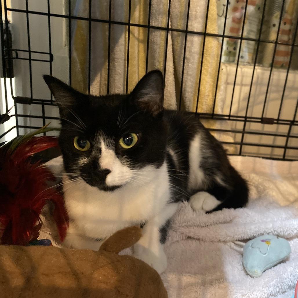 Enlarge Saber, a Adoptable Domestic Short Hair in Salisbury, MA image 2/2