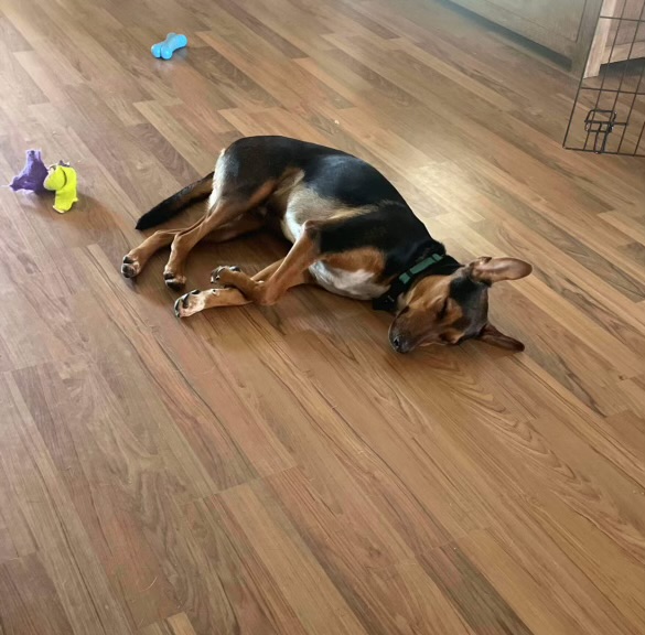 Enlarge Bert, a Adoptable mixed breed in Inez, TX image 6/6