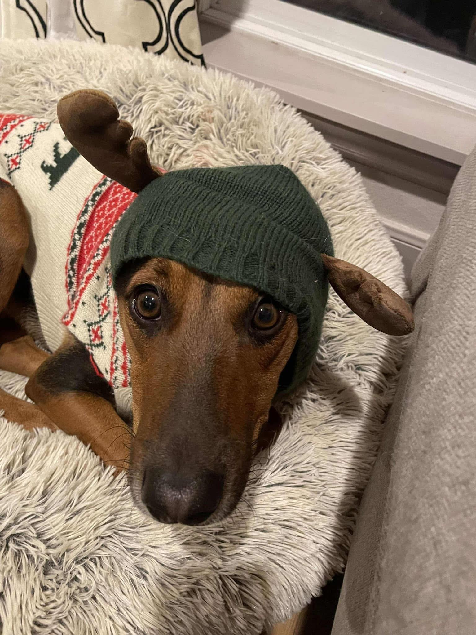 Enlarge Bert, a Adoptable mixed breed in Inez, TX image 1/6