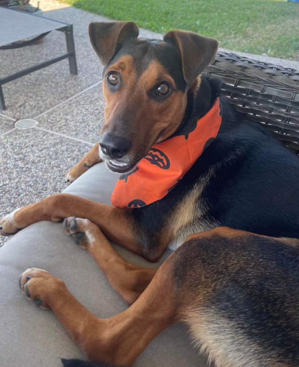 Enlarge Bert, a Adoptable mixed breed in Inez, TX image 2/6