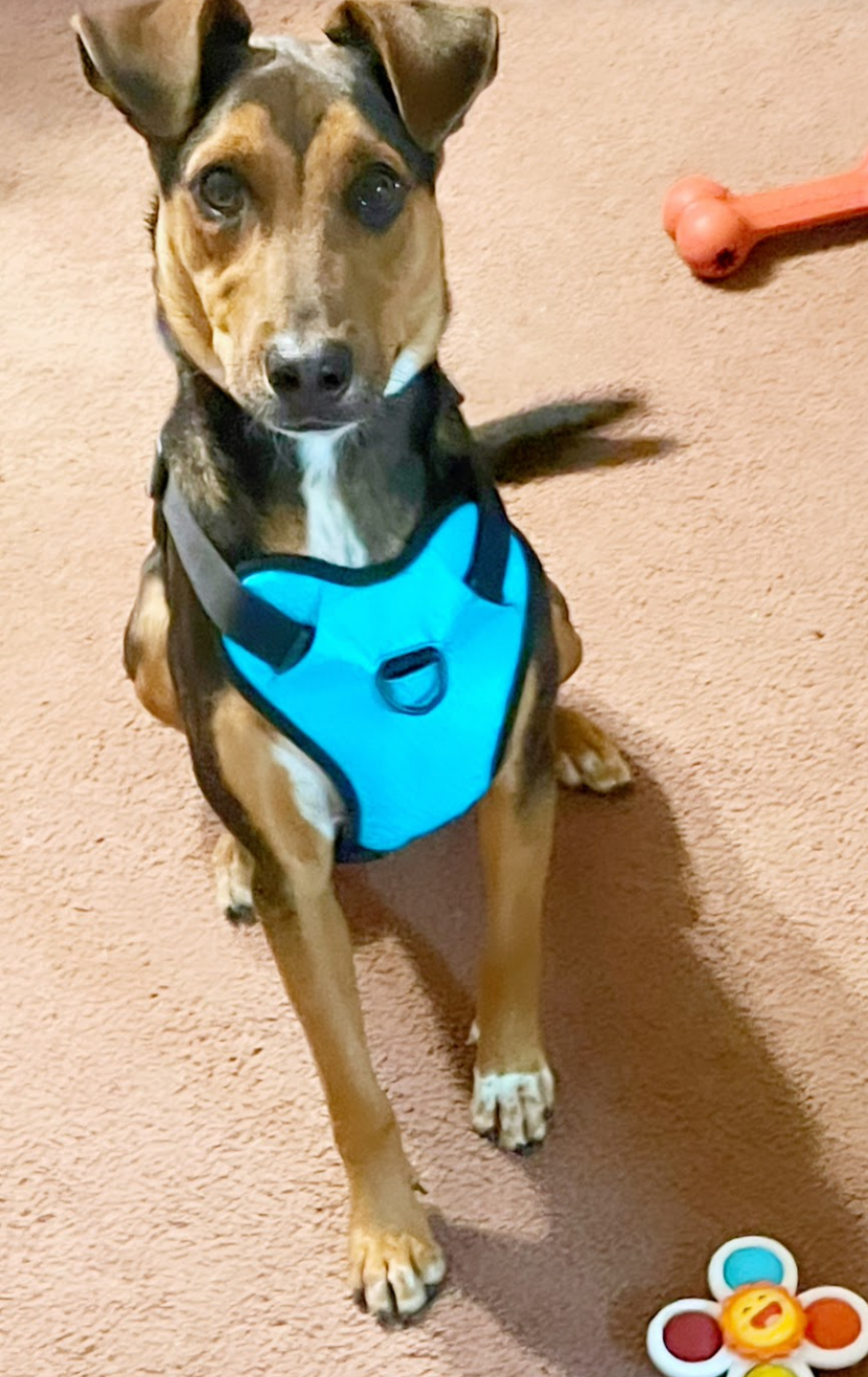 Enlarge Bert, a Adoptable mixed breed in Inez, TX image 3/6