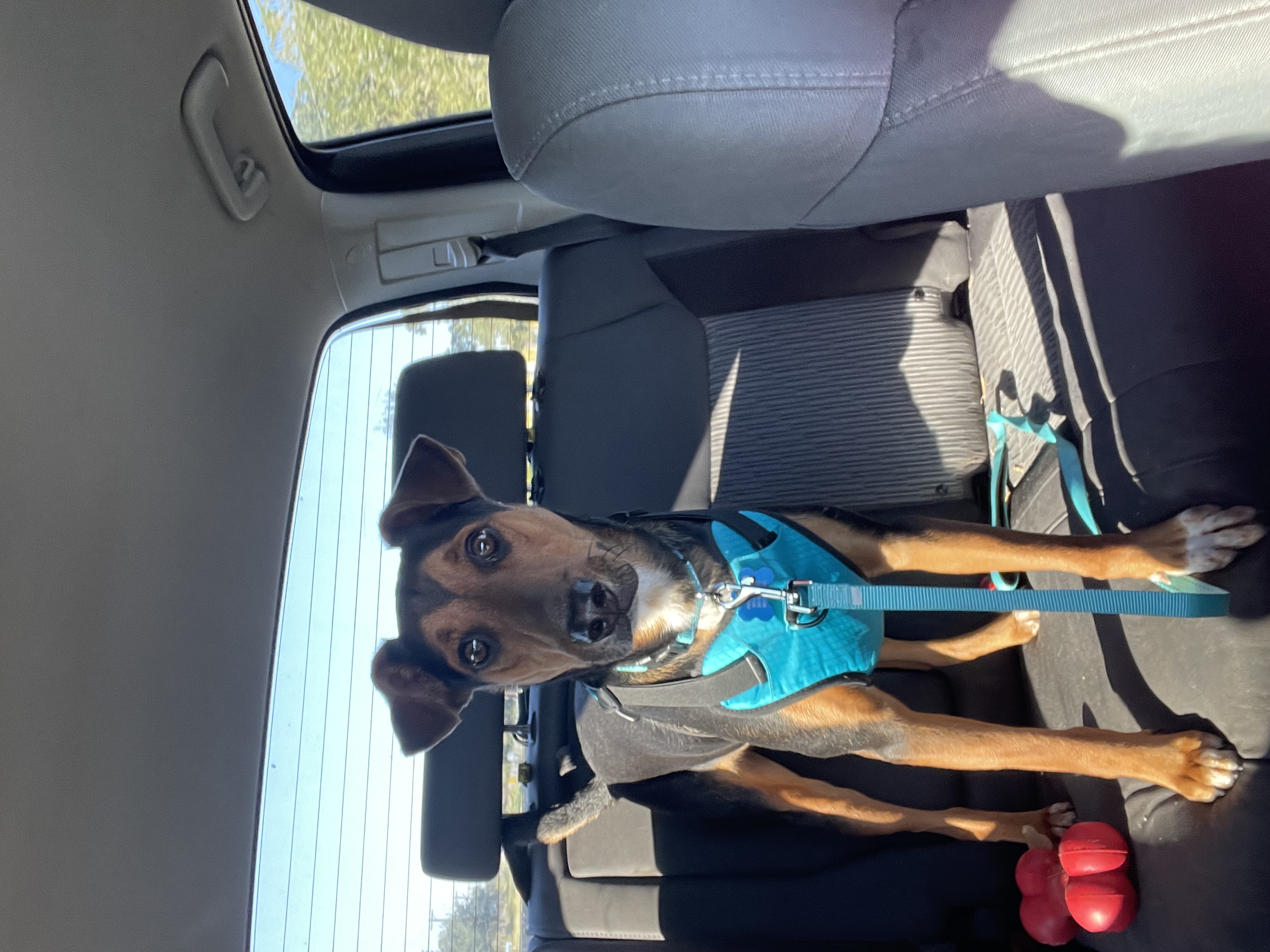 Enlarge Bert, a Adoptable mixed breed in Inez, TX image 4/6