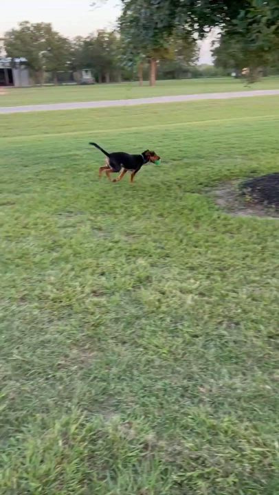 Enlarge Bert, a Adoptable mixed breed in Inez, TX video 5/6