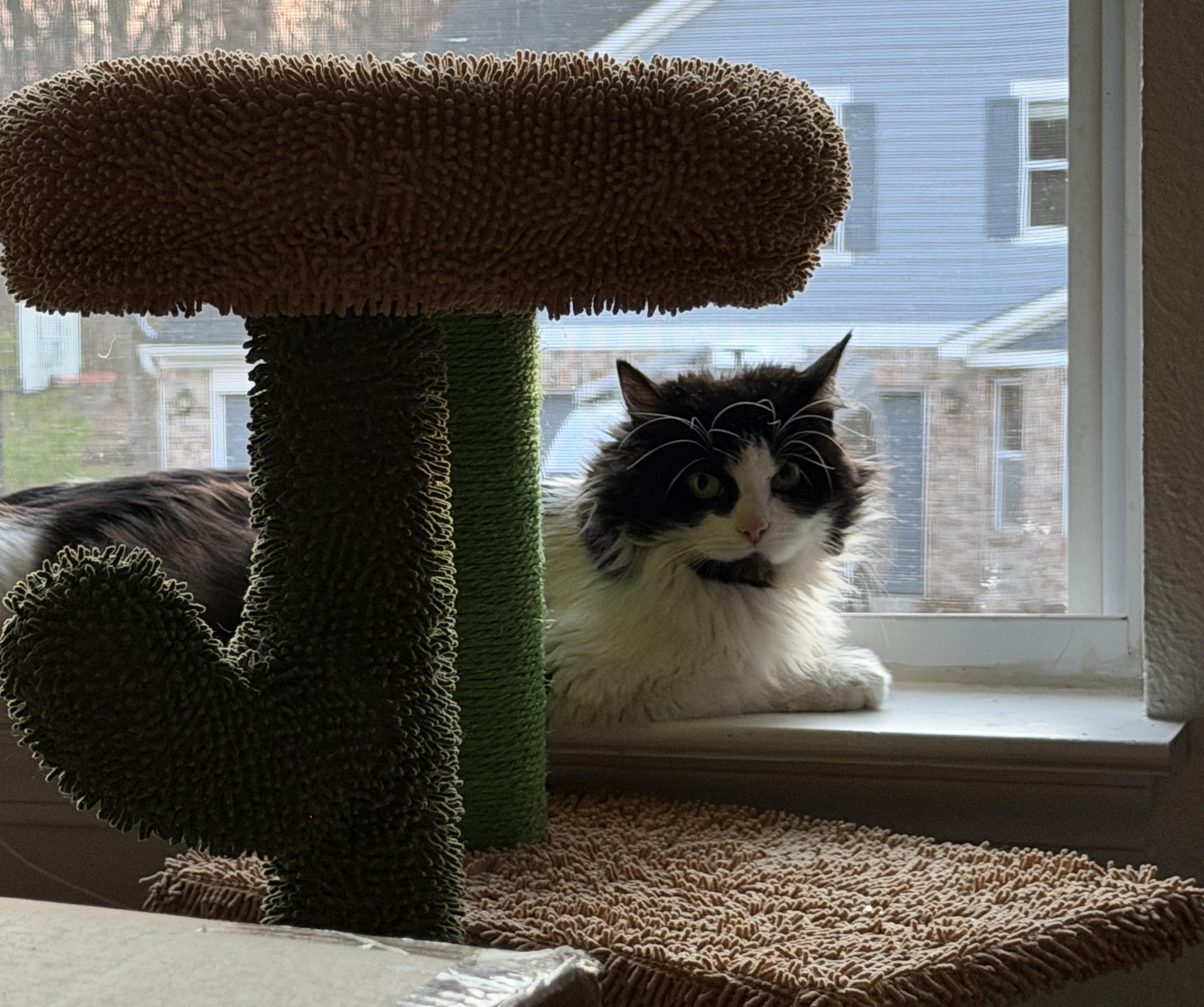 Enlarge Sasha, a ADOPTABLE Domestic Long Hair in Indianapolis, IN image 3/6