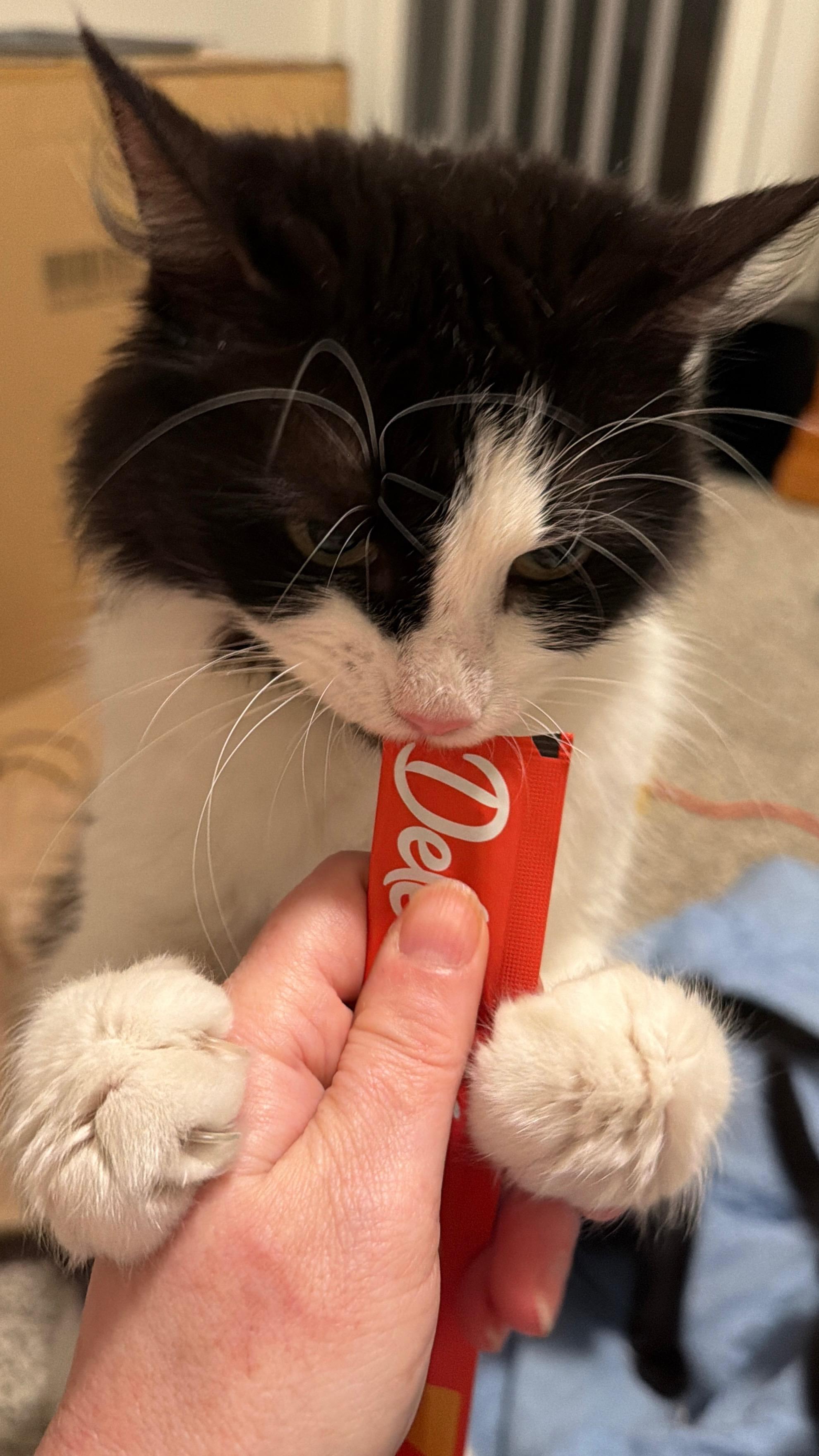 Enlarge Sasha, a ADOPTABLE Domestic Long Hair in Indianapolis, IN image 5/6