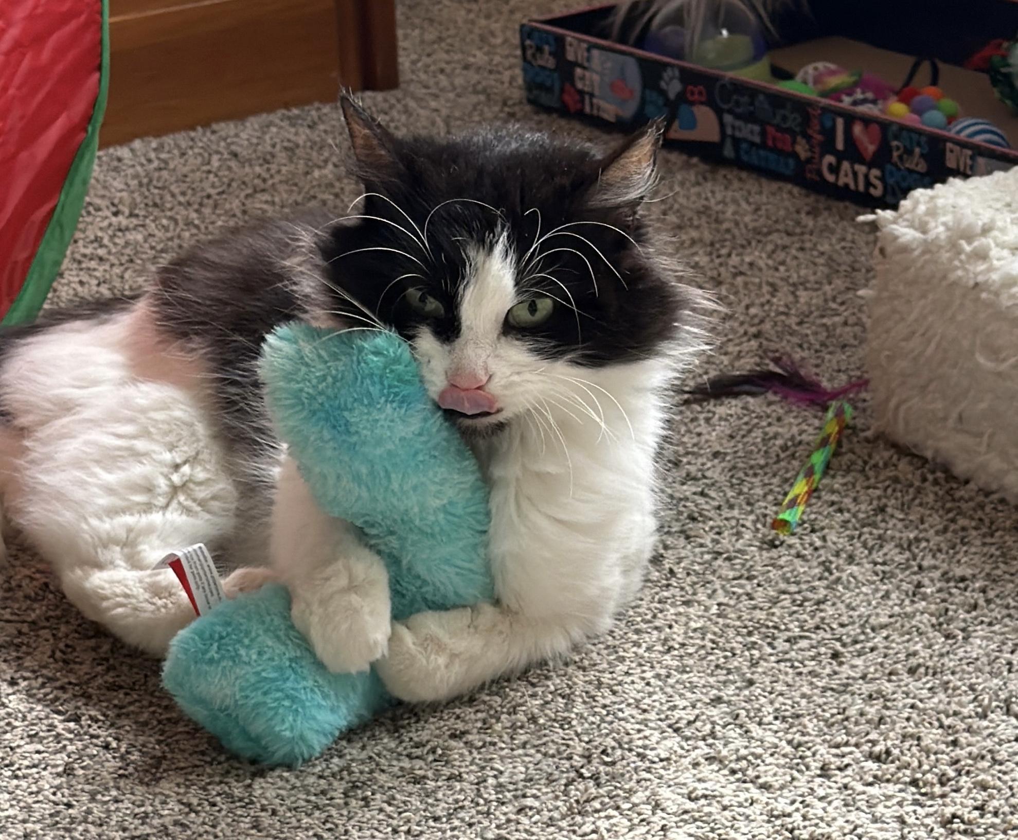 Enlarge Sasha, a ADOPTABLE Domestic Long Hair in Indianapolis, IN image 4/6