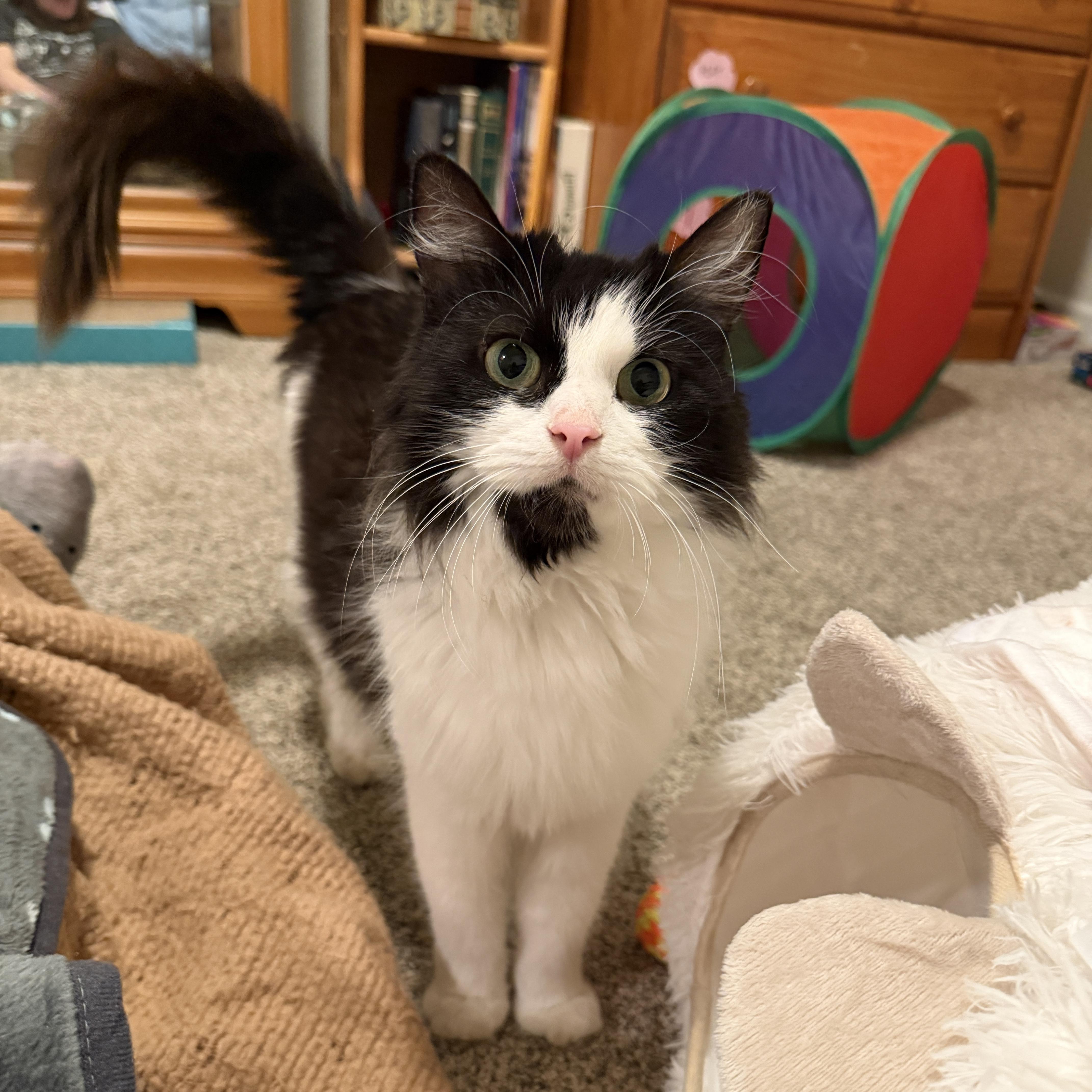 Sasha, ADOPTABLE, Young Female Domestic Long Hair.