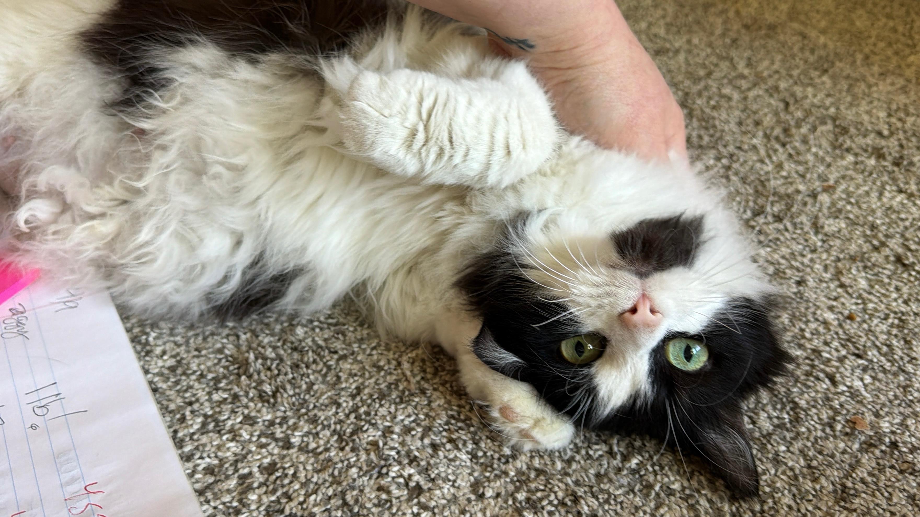 Enlarge Sasha, a ADOPTABLE Domestic Long Hair in Indianapolis, IN image 2/6