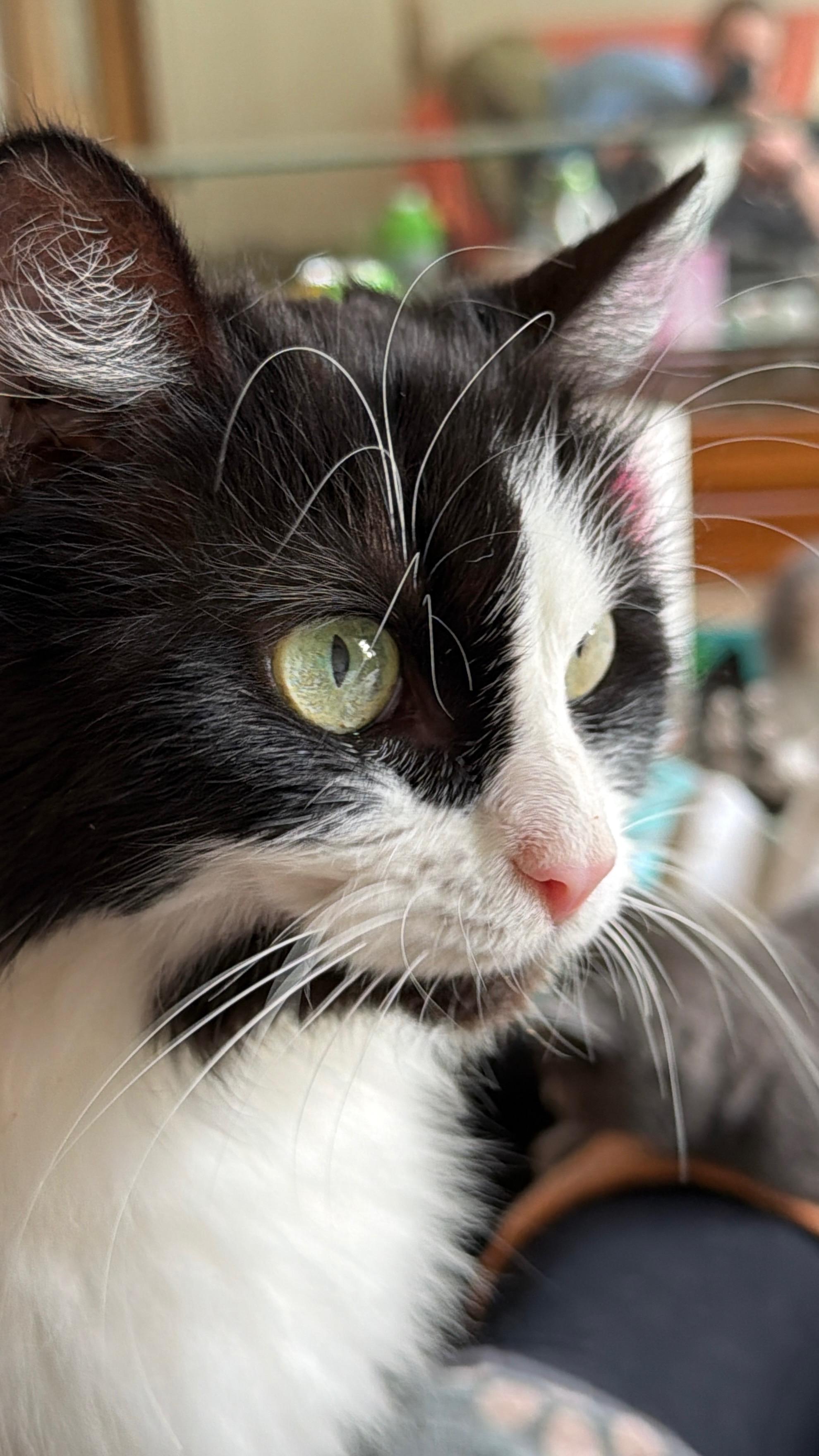 Enlarge Sasha, a ADOPTABLE Domestic Long Hair in Indianapolis, IN image 6/6